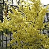 Vivai le Georgiche - Pianta vera di Forsythia x intermedia 'Spectabilis' Forsizia 'Spectabilis' - vaso Ø 19 cm