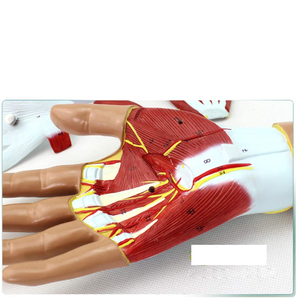 Model Anatomiczny Mięśnia Sercowo-Naczyniowego Dłoni, Model Ścięgna Mięśnia Sercowo-Naczyniowego, Odłączany, 4 Części, Zaawansowane Malowanie Ręczne, Do Wyposażenia Laboratoryjnego, Ozdoby Naukowe
