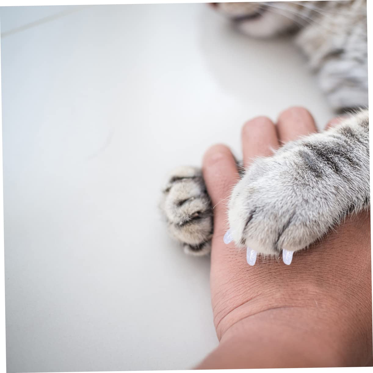 BESPORTBLE 300stücke Katzenkrallenabdeckungen Natürlichem Rutschfester Krallenschutz Für Katzen Und Kätzchen Sanfte Krallenpflege Und Für Unterwegs