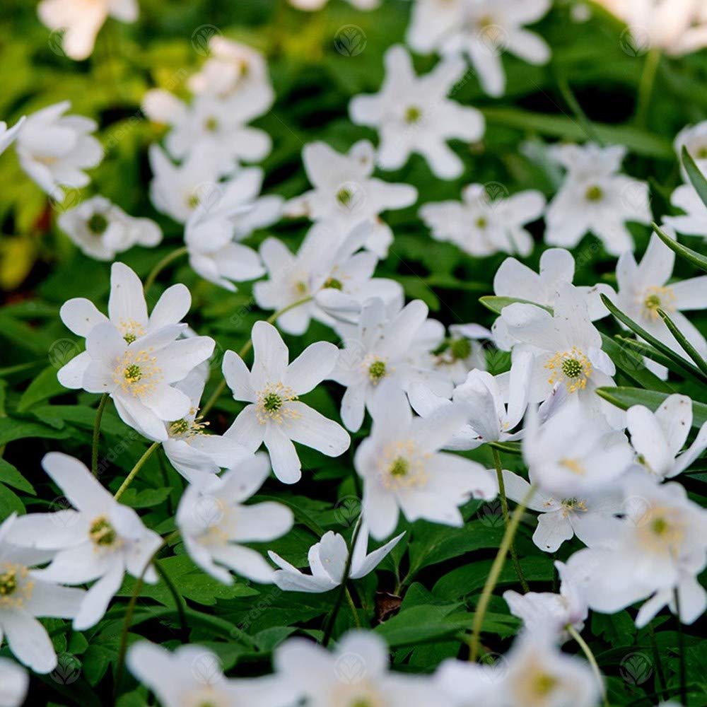 Gardeners Dream Anemonen Zwiebeln 'Nemorosa' (200 Stk.) - Buschwindröschen Bodendecker Winterhart Mehrjährig - Blumenzwiebeln Frühling Rhizome Ideal als Balkon Pflanzen, Garten Pflanzen usw.