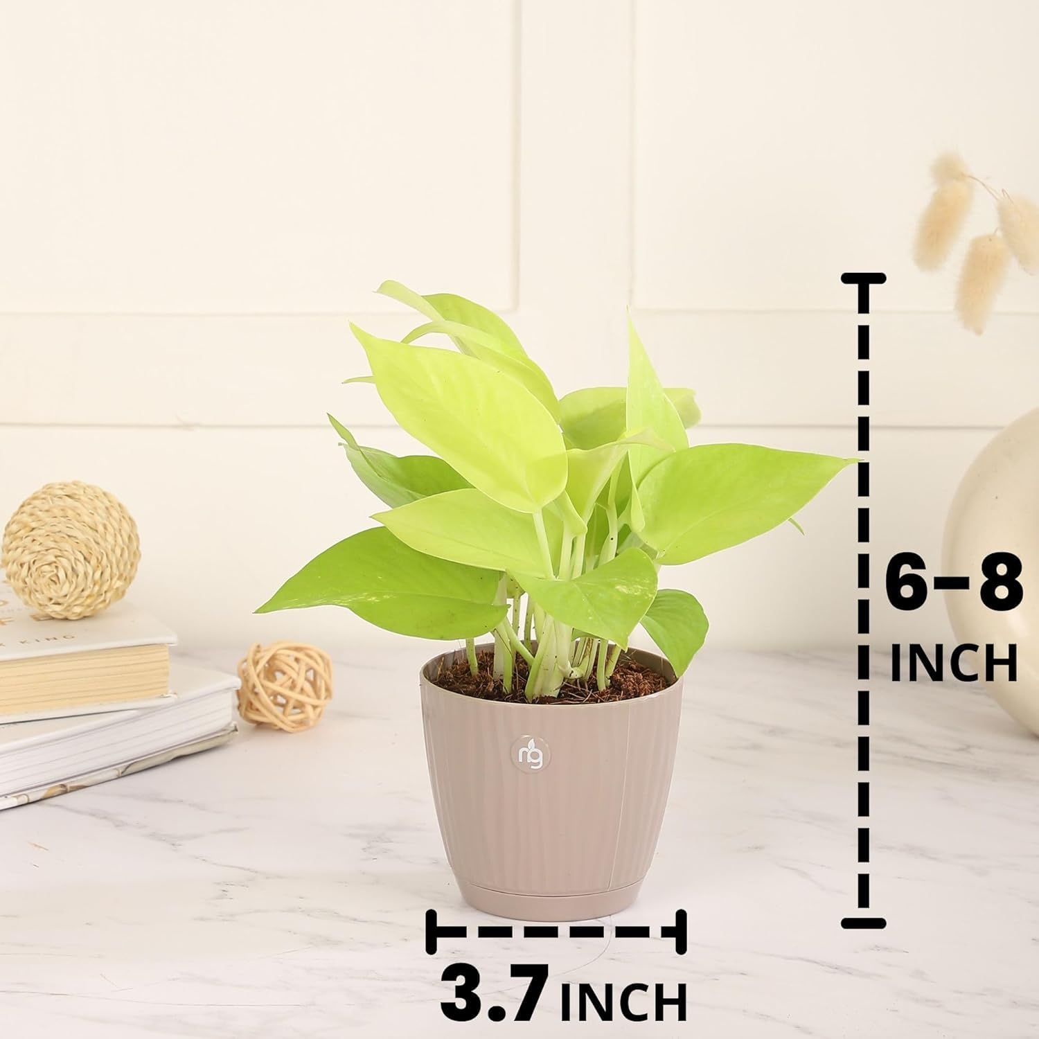 Nurturing Green® Combo of 4 Indoor Live Plants (Jade, Syngonium, Scindapsus Gold & Money Plant Njoy) with Mocha Self Watering Plastic Pots | Air Purifying Plants for Home Decor & Garden - Image 4 thumbnail