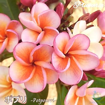 プルメリア出品 61Y8mFmWRLL._UF350,350_QL80_.jpg