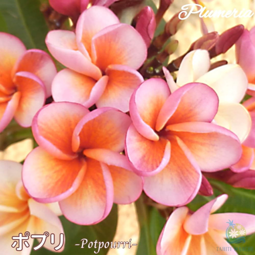 プルメリア出品 Amazon｜プルメリア ポプリ 5号鉢 ☆スタンダード品種