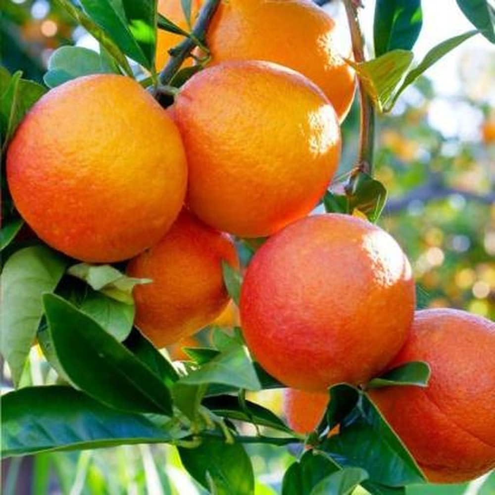 ONLINE PLANT BAZAR Original Nagpur Orange Komla Santra Lemon Fruit Grafted Live Plant (B0CRQGKRCN) Amazon Price History, Amazon Price Tracker