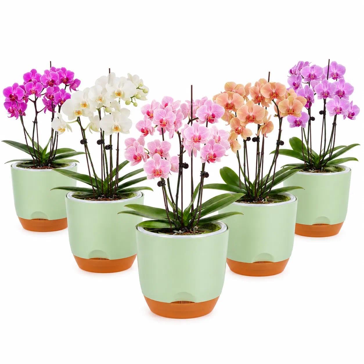 QCQHDU 5.7Inch Orchid Pots with Holes for Repotting, Double-Layer Plastic Self Watering Flower Pots for Indoor Plants with Drainage Holes, Clear Orchid Pot Match Decorative Orchid Container, 5 Packs — image 1