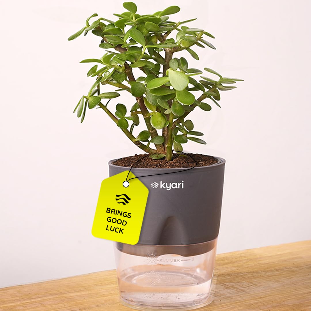 Kyari Good Luck Jade Plant with Grey Self Watering Pot - Small 4 Inch