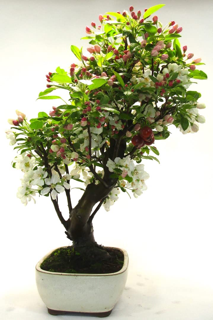 Specimen Crab Apple Bonsai Tree - Malus Halliana : Amazon.co.uk: Garden