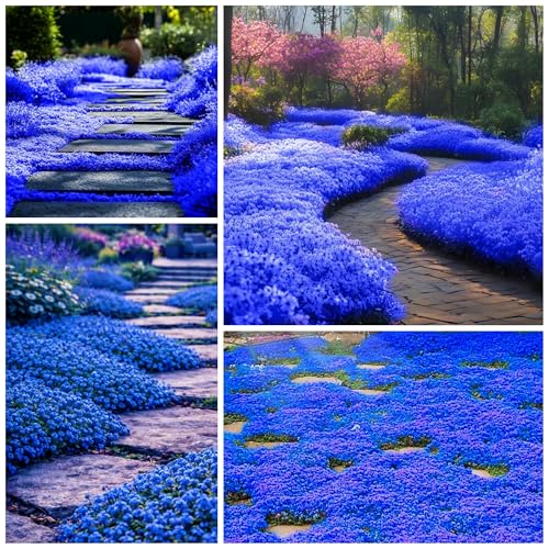 Plus de 20 500 graines de thym rampantes bleues magiques pour la plantation de plantes couvre-sol,...