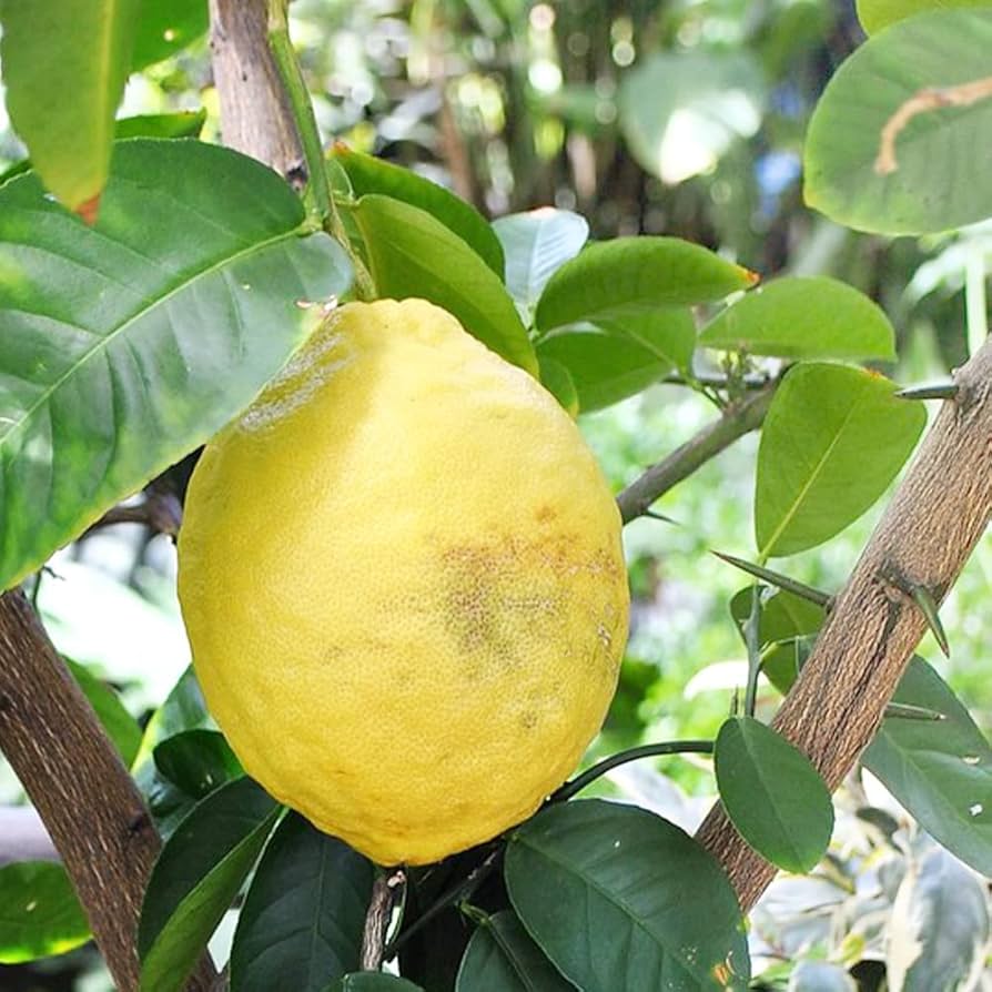 ジャンボレモン苗木 果樹 大株 楽天市場】レモン 苗木 【ジャンボレモン （ポンテローザ）】 3