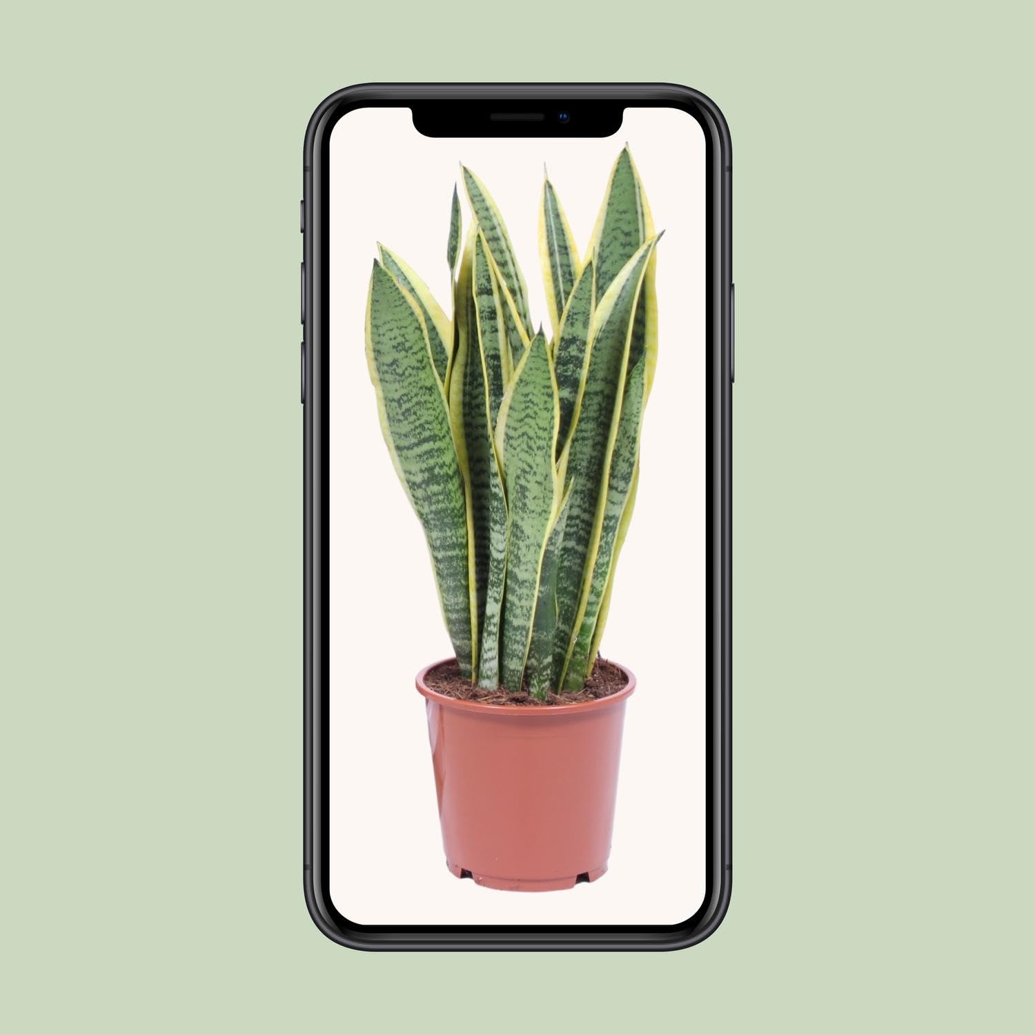 Lengua femenina - Sansevieria Laurentii altura 40cm tamaño de maceta 14cm