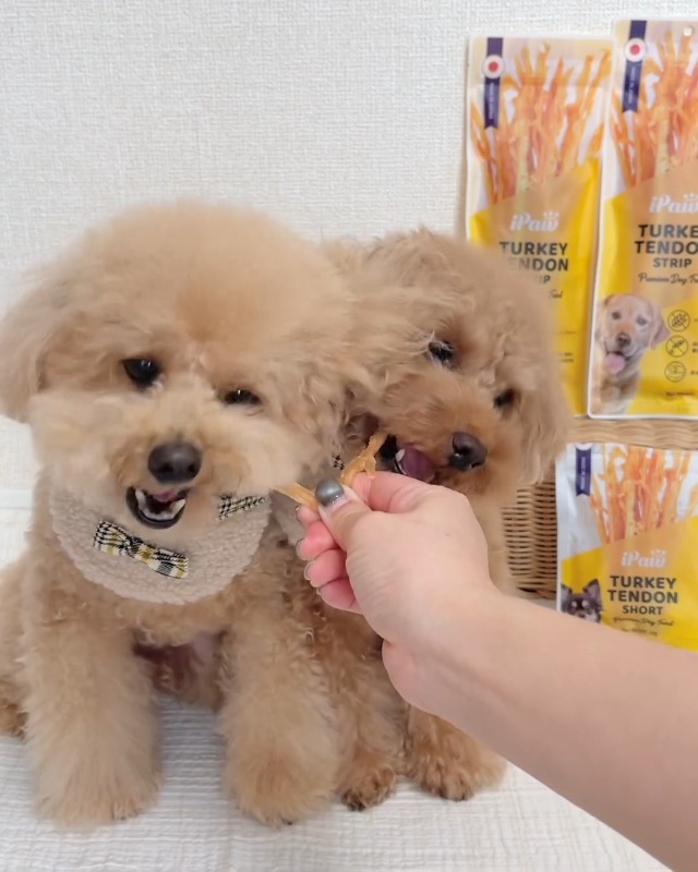 Afreschi Srl 犬 おやつ ターキーアキレス ロング 七面鳥すじ×4 Amazon | iPaw 犬 おやつ ターキーアキレス ロングタイプ 犬の