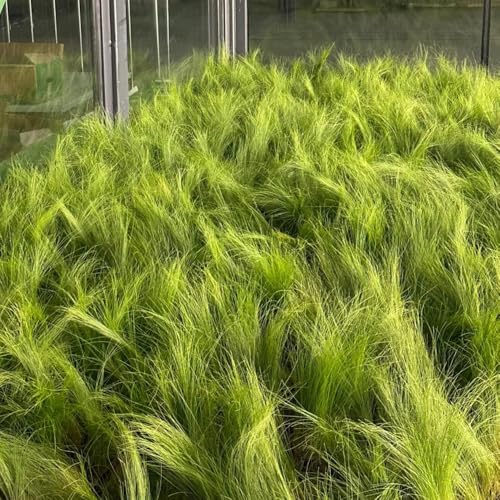 Semillas resistentes de hierba de plumas, plantas en macetas resistentes Stipa tenuissima, plantas raras plantas de invierno para exterior semillas exóticas Las plantas de hoja perenne 200pcs