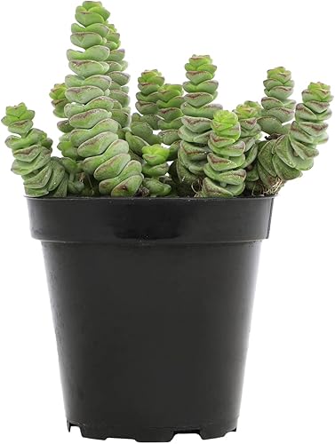 Miniatura 6 de Altman Plants Collar de bebé Crassula de 3.5 pulgadas, plantas suculentas vivas plantas suculentas vivas plantas de interior vivas plantas de
