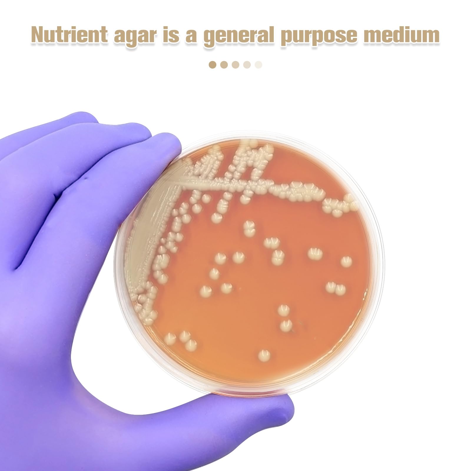 UKCOCO Placas De Agar Desechables Envasado Al Vacío 3.54X3.54X0.59In Medios De Cultivo Para Proyectos Científicos Y Laboratorios - 10 Unidades