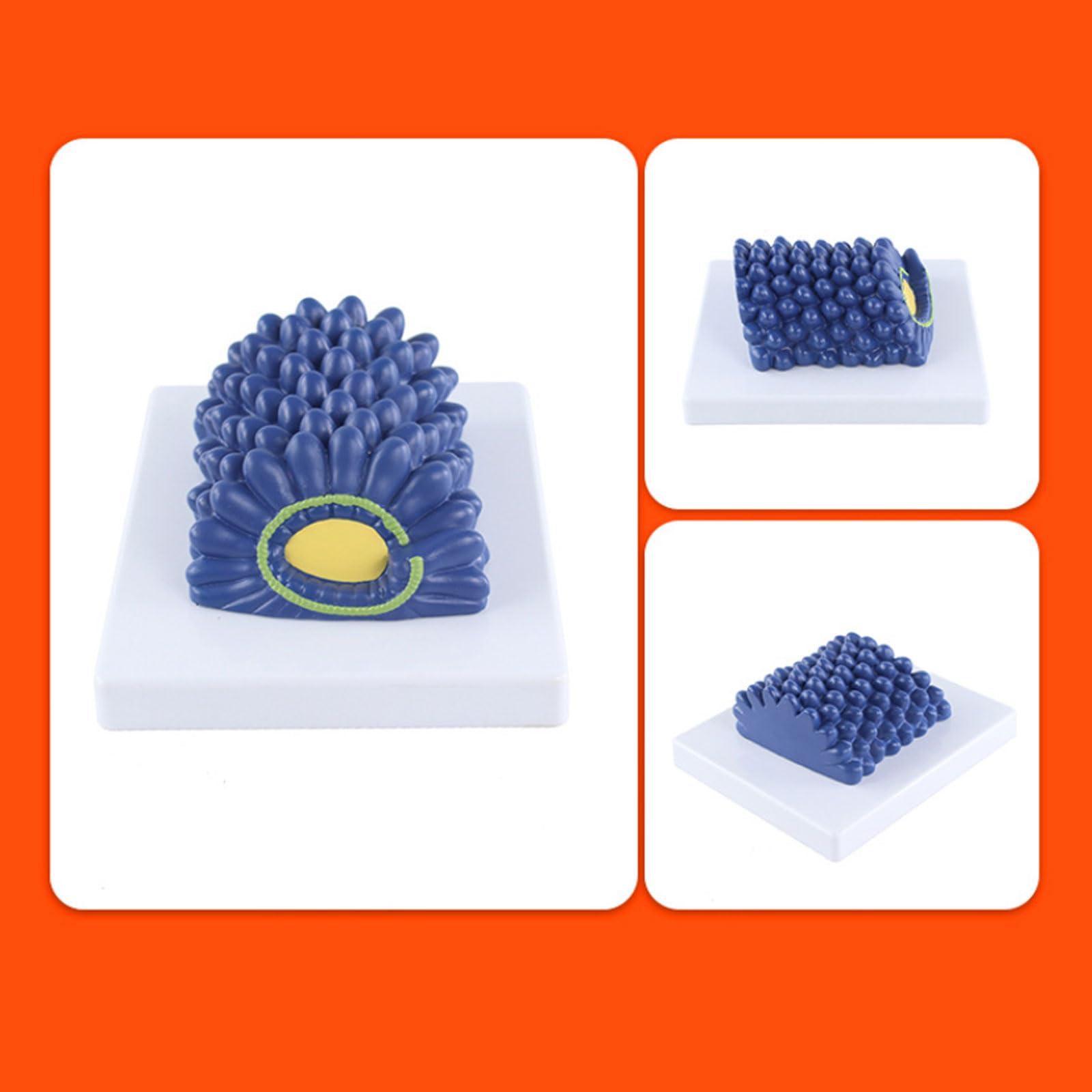 Modello di Baculovirus, Modello di Baculovirus, Microbiologia del Virus Biologico Anatomico per Strumento di Istruzione dei Raccoglitori di Strumenti