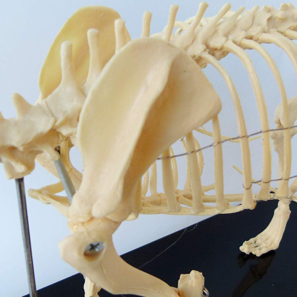 犬の骨格模型 解剖学標本 学習用犬骨格 獣医師やペットケアに最適 犬の骨格模型 解剖学標本 学習用犬骨格 獣医師やペットケア
