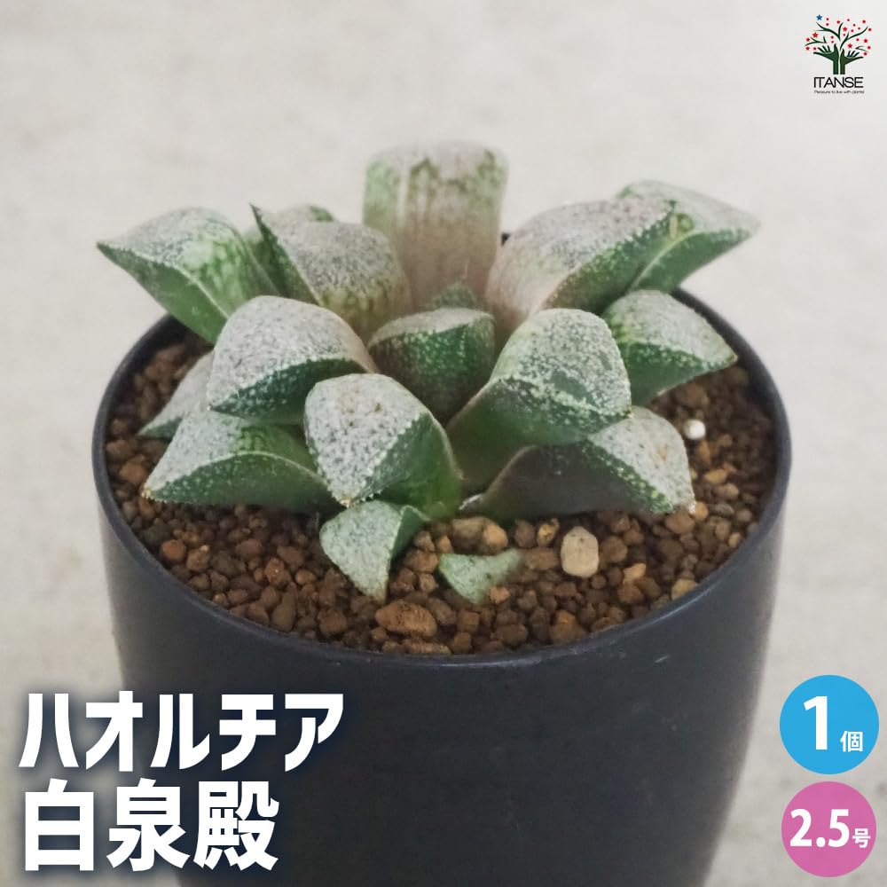 観葉植物 57c 多肉植物 ハオルチア 白泉殿錦糊斑 自家繁殖 鉢植え発送