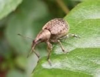 Nemasys vine weevil killer 12sq m - same-day despatch for Insects