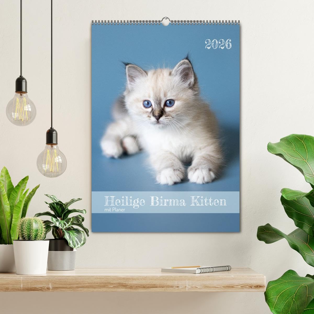 Heilige Birma Kitten Kalender mit Planer (Wandkalender 2026 DIN A2 hoch), CALVENDO Monatskalender: Niedliche Fotografien verspielter Katzenkinder. (CALVENDO Tiere)