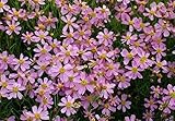 Coreopsis rosea Seeds - PINK THREADLEAF TICKSEED, AMERICAN DREAM(300 Seeds)