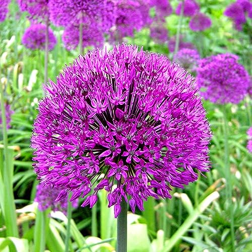 Allium Purple Sensation Dutch Garlic Spring Flowering Bulbs (25)