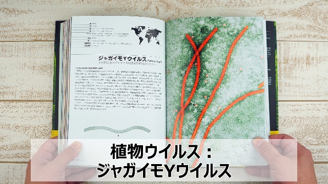 美しい電子顕微鏡写真と構造図で見るウイルス図鑑101 | マリリン・J