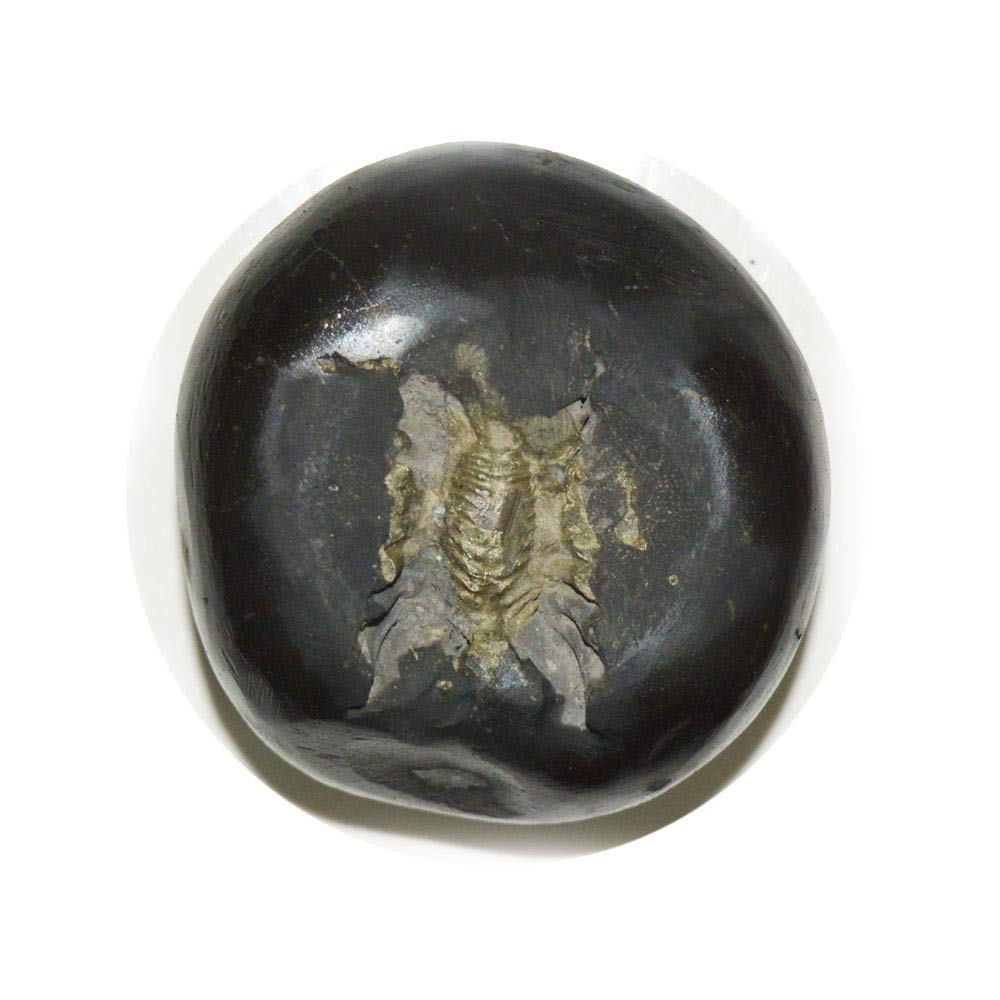 55Carat Original Shaligram From Gandaki River Nepal Lord Vishnu,Fossil Stone A+ Quality Wholesale Rate