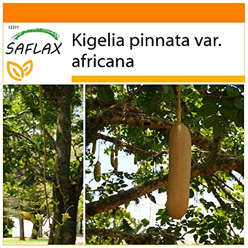 SAFLAX - Garden in the Bag - Leberwurstbaum - 10 Samen - Mit Anzuchtsubstrat im praktischen, selbst aufstellenden Beutel - Kigelia pinnata
