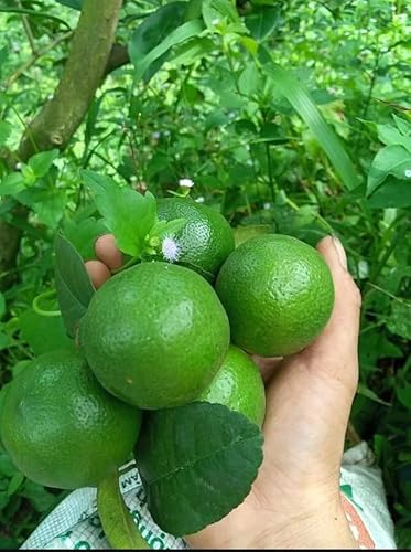 Grafted Key Lime Trees Live Plants, 1 to 2 Feet Tall, Key Lime Bush, Citrus Fruit Tree