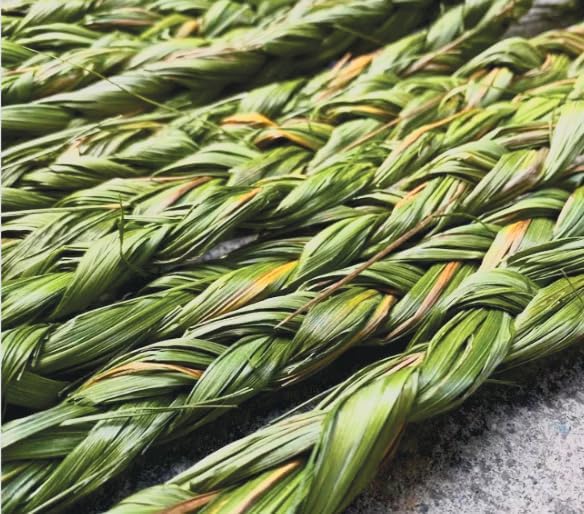 3 Pack - Organic Sweetgrass Live Plants 3" Pot - Vanilla Grass, Buffalo Grass - Native Herb for Smudging, Healing, Spiritual