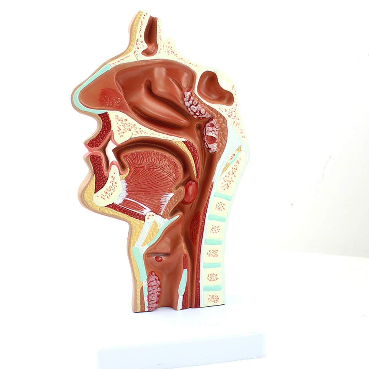Model dydaktyczny, model jamy nosowej, model anatomii człowieka, model ludzkiej jamy nosowej w skali 1:1 Rozmiar anatomiczny Patologia nosogardzieli Model ENT Narzędzia dydaktyczne Anatomia Biologia