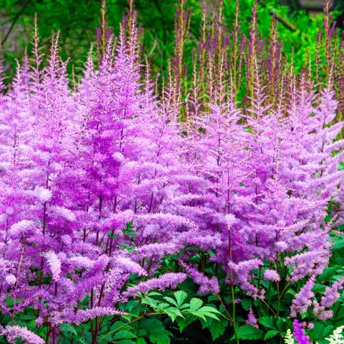 Votaniki Astilbe Amethyst (Arendsii Hybrid) Bare Roots Ready to Plant — Hardy Perennial Astilbe with Lilac-Purple Plumes for Shade Gardens | Easy-to-Grow, Deer-Resistant (1 Pack)