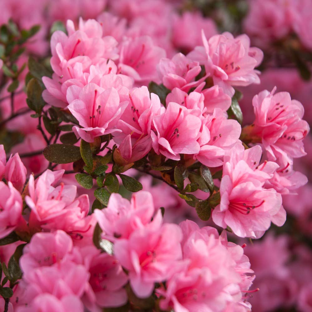 Rhododendron 'Madame AD. Van Hecke' Azelea Hardy Shrub Spring Flowering Garden Plants Grow Your Own 1 x 3 Litre Pot Rhododendron 'Madame AD. Van Hecke' by Thompson and Morgan