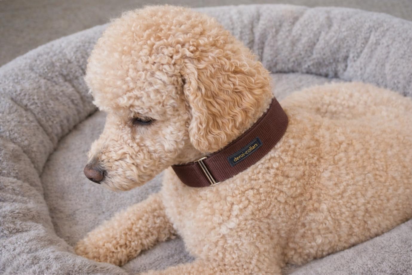 Bequemes Hundehalsband, weiche Polsterung breit 5cm, Zugstopp verstellbar, sicheres Martingale, Stoffhalsband sanft & leicht, braun (Messing, bis 38cm Hals- 44cm Kopfumfang)