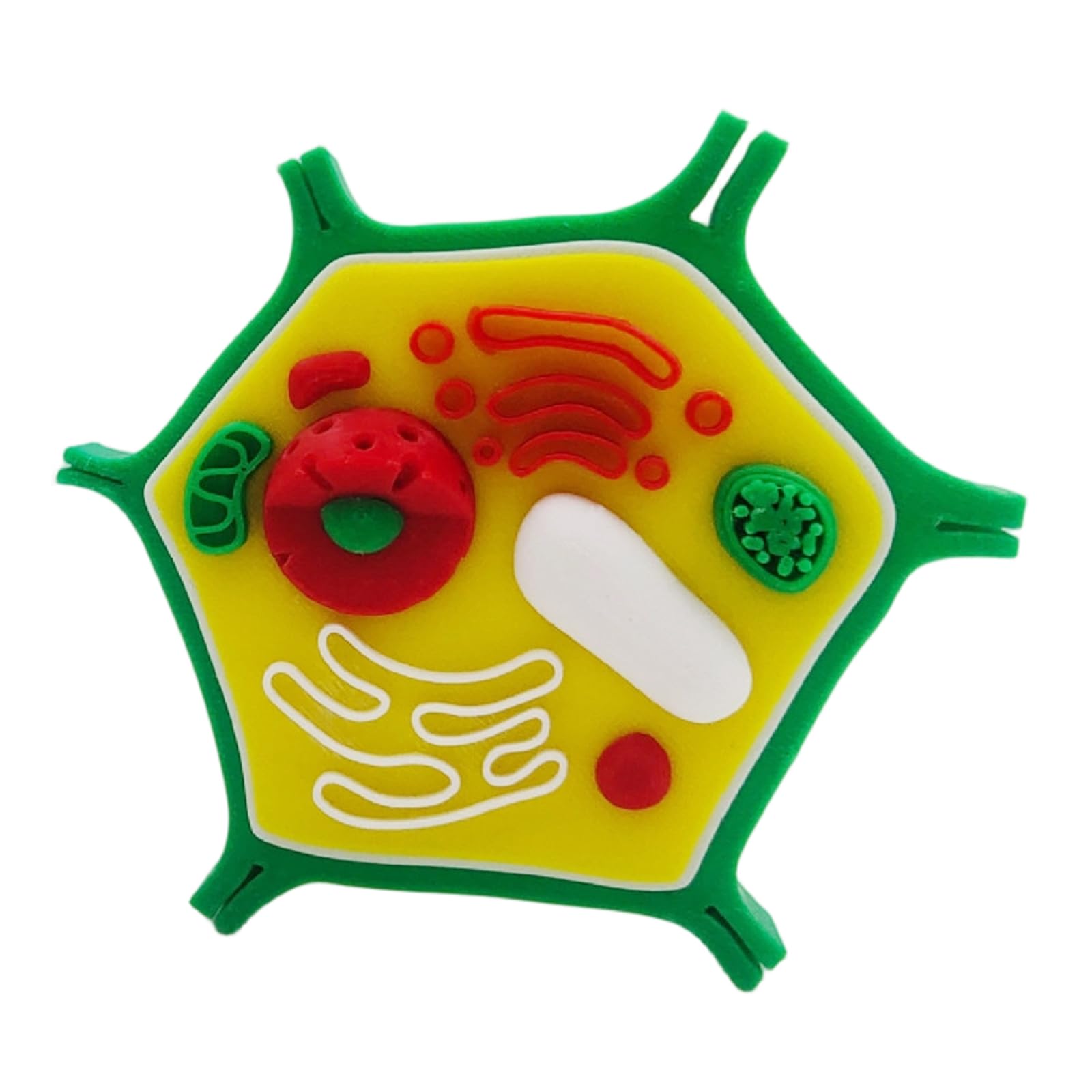 Modelo anatómico de células vegetales de animales, biología, aula, enseñanza, animal y modelo para ayuda de enseñanza de laboratorio