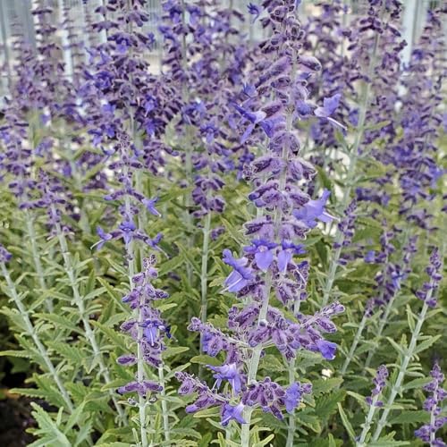 Live Plant from Green Promise Farms - Proven Winners Perovskia atri. Sage Advice Russian Sage Dark Purple #1 Gallon Container - Does NOT Ship to AZ CA HI ID MT NV OR PR UT & WA!!
