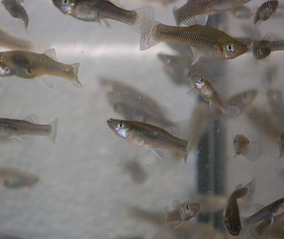 Gambusia affins- Live mosquitofish Pack of 10 Pack.