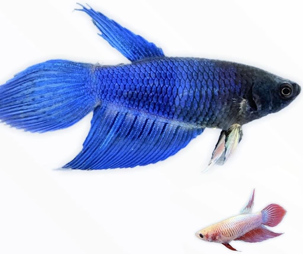 live betta fish amazon