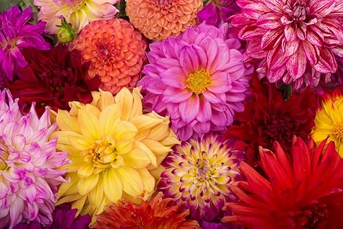 Deanna's Dahlias - Mezcla exótica, más de 100 semillas - Hecho en Estados Unidos, se envía desde Iowa.