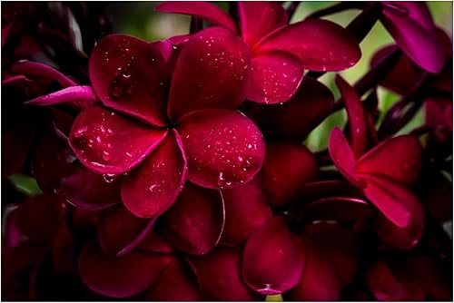 Miniatura 4 de 4 Pk Hawaiian Red Plumeria Frangipani Planta de esquejes - Descuento Hawaiiangifts