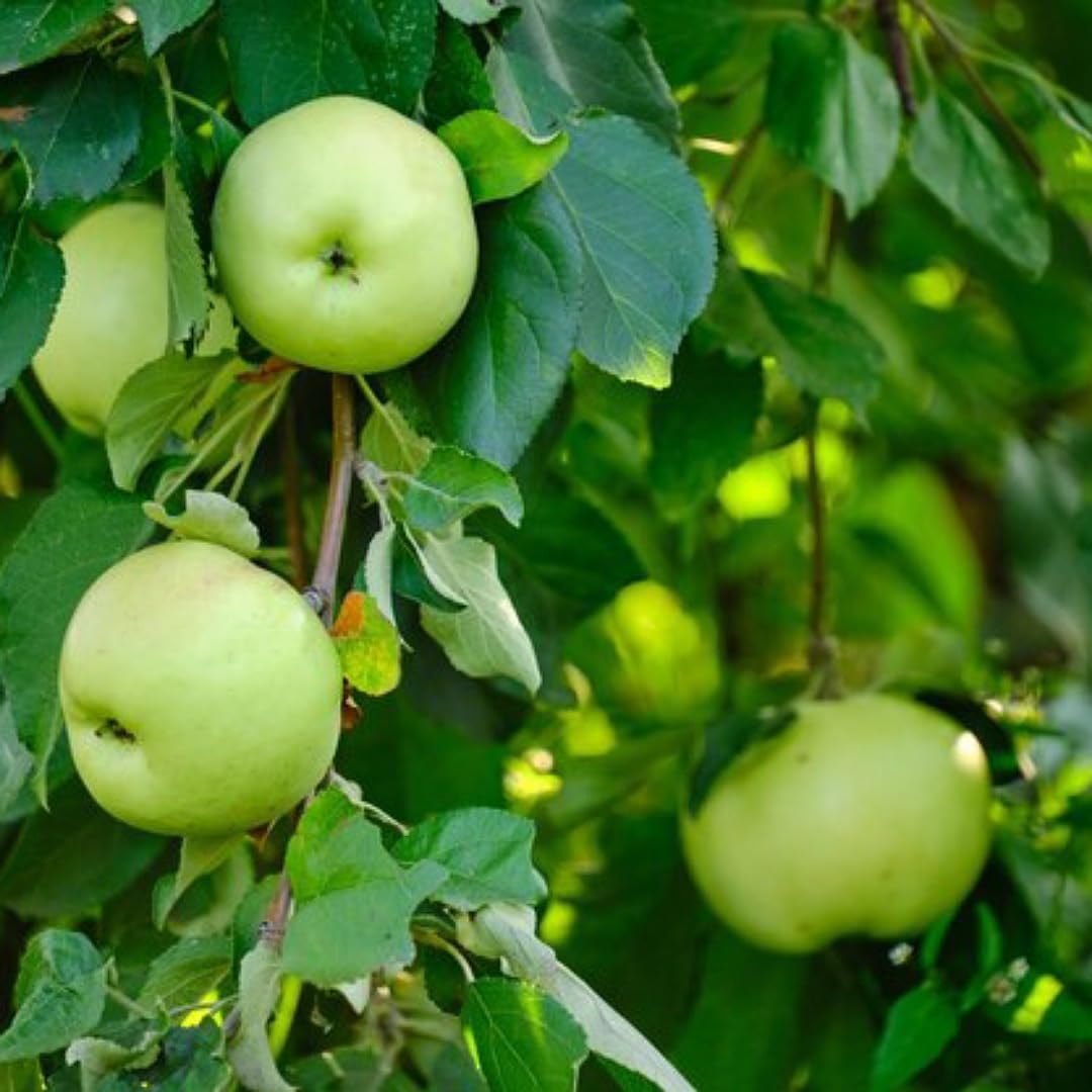 Green Apple　定価18,000円 Bibiy Green Apple 定価18,000円 Bibiyの通販 | LIGHTANDDRAWING