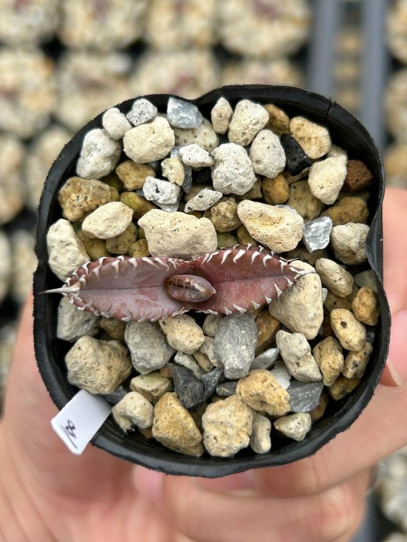 アガベ オテロイ オアハカ実生8 強刺 アガベ オアハカ オテロイ/ 親株