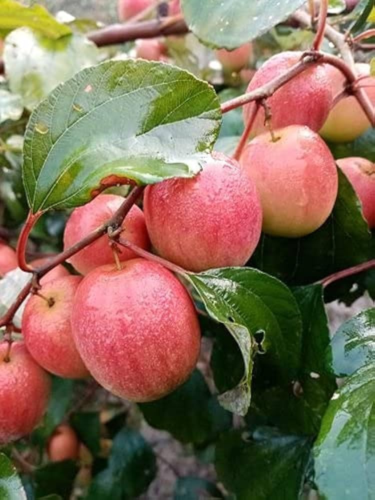 Ball Sundari Ber Apple Plant (GRAFTED) Pack of 2 (B0D6Z1FZ8N) Amazon Price History, Amazon Price Tracker