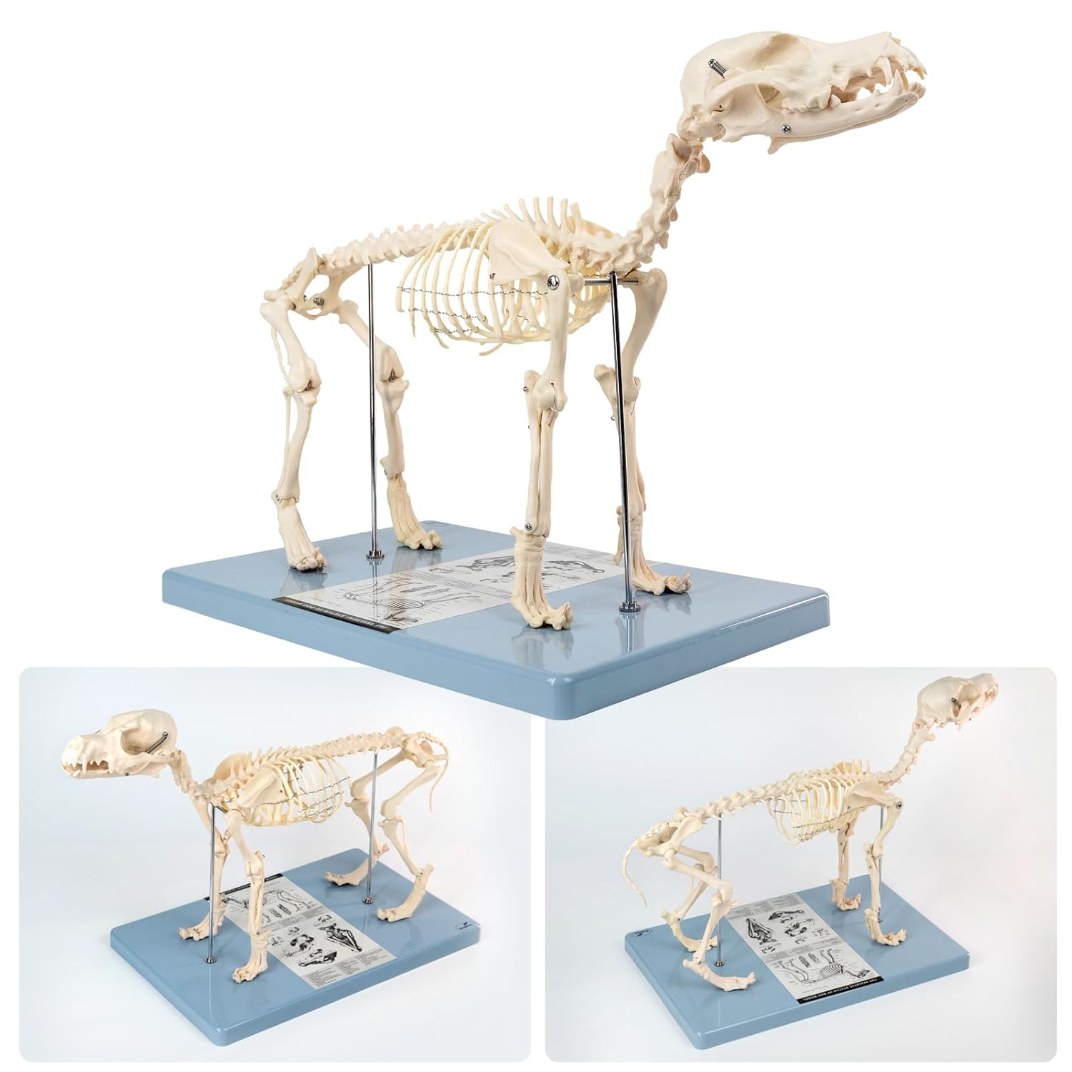 Life Size Canine Skeleton Bone Model, Standard Size 19.3"x7.9"x13.8" Medical Anatomical Canine Dog Skeleton Model,Animals Anatomical Model Display Lab Teach Veterinary