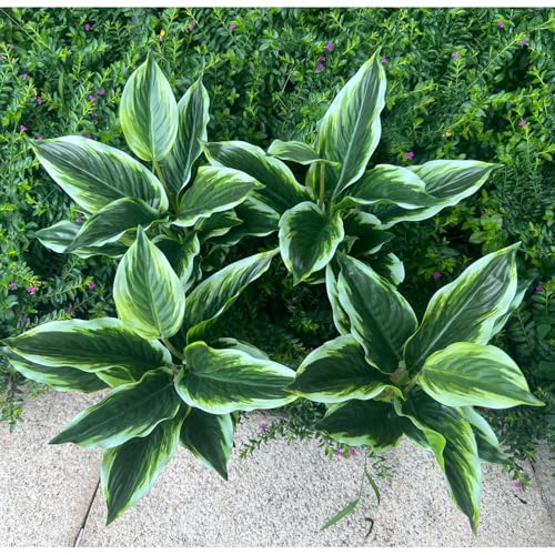 4 Bushes Perennial Hosta Artificial Variegated Green Leave Plant 15.7 Faux Dieffenbachia Tropical Plant Outdoor Shrubs Indoor Yard UV Resistant Planter Filler