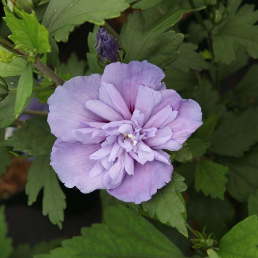 Hibiscus syriacus 'Blue Chiffon' - Stunning Pale Blue Flowers - RHS Award Winner - Hardy Deciduous Shrub – 1x 3.6 Litre Potted Plants by Thompson & Morgan