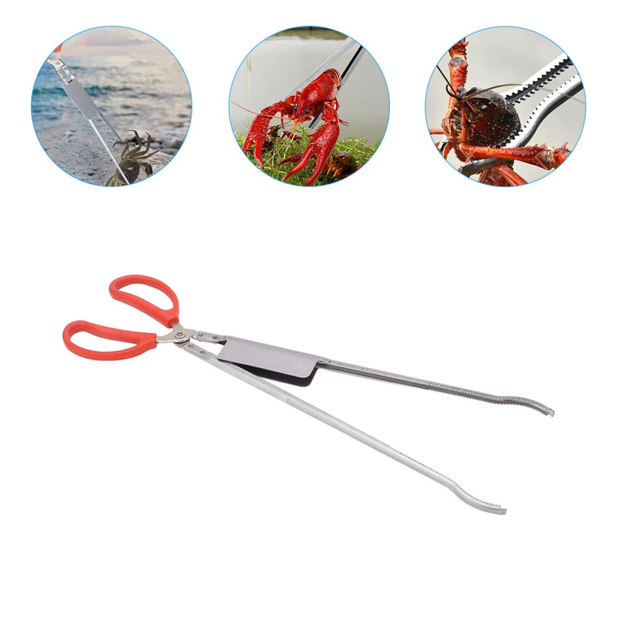 HANABASS Pinza per Granchi Multifunzione in Acciaio Inox Resistente Morsetto Antiscivolo, Tenaglia per Aragosta e Anguille, Strumento Leggero per Pesca e Raccolta in Esterno