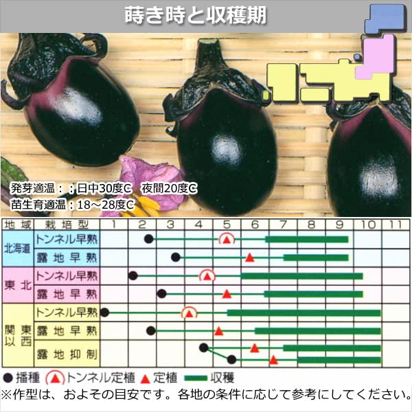 Amazon.co.jp: 一口小なす・ちび丸 種子 0.6ml : DIY・工具・ガーデン