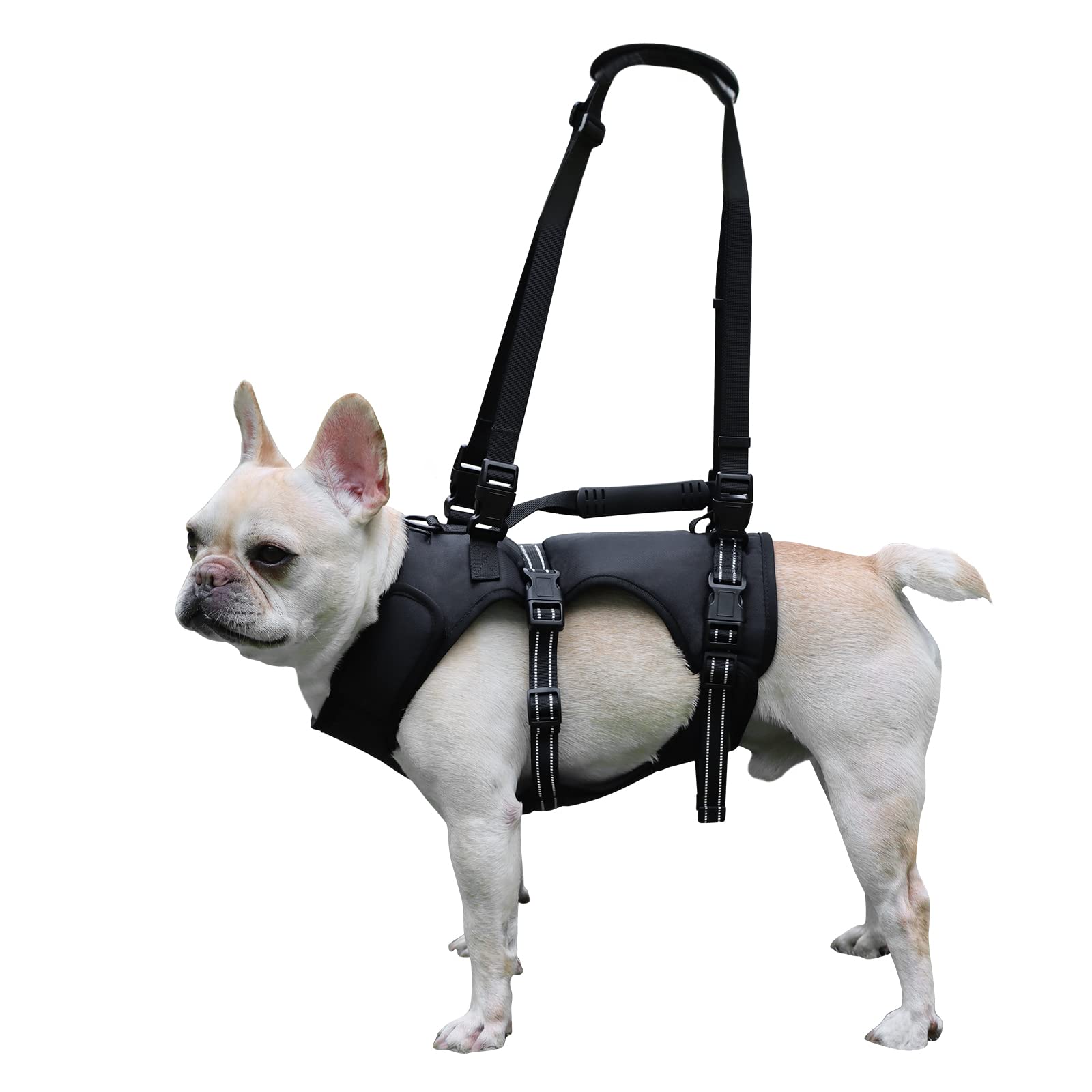 Do Dogs Recover From Paralysis