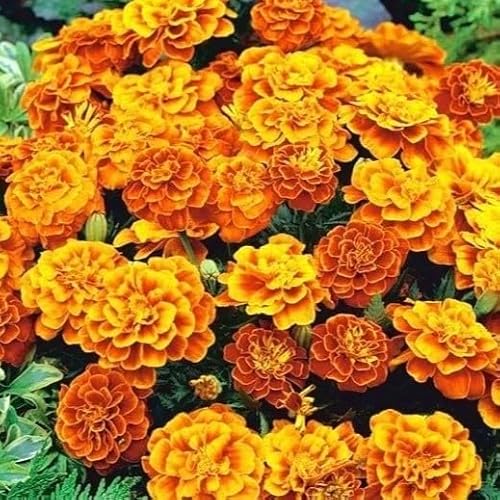 French Marigold 'Queen Sophia' - 250 Seeds + freebie + Plant tag (Tagetes patula Nana)
